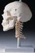 Crâne résine sur colonne vertébrale cervicale,  4 parties