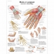 Planche anatomique main et poignet sur papier haute qualité (plus que 3 en stock!)