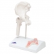 Mini-articulation de la hanche avec coupe transversale, sur socle