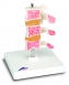 Modèle d'ostéoporose (coupe médiane de 3 vertèbres)
