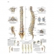 Planche anatomique : la colonne vertébrale 50x67 cm version française