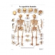 Planche anatomique : le squelette humain 50x67 cm version française