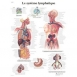 Planche anatomique : le système lymphatique 50x67 cm version française