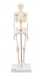 Squelette humain miniature, en PVC sur support
