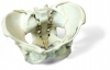Squelette du bassin avec ligaments, féminin