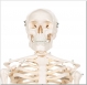 Squelette humain miniature, en PVC sur support