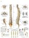 Planche anatomique : la colonne vertébrale 50x67 cm version anglaise