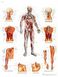 Planche anatomique : le système vasculaire 50x67 cm version française