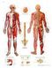 Planche anatomique : le système nerveux 50x67 cm version anglaise