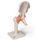 Articulation de la hanche - modèle fonctionnel