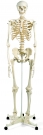 Squelette humain standard, en résine + support à roulettes 4 pieds