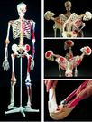 Squelette humain polyvalent flexible, en résine, support (5 pieds), avec muscles et ligaments.