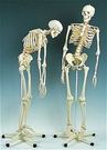 Squelette humain ultra flexible usage intensif, en résine avec support
