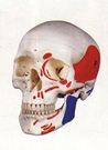 Crâne peint en résine, insertion+ numérotation
