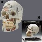 Crâne résine en 10 parties