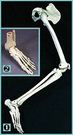 Squelette de la jambe avec hanche, en résine