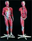 Modèle musculaire corps humain 138 cm 45 parties