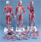 Modèle musculaire corps humain 84 cm, 33 parties