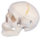 Crâne résine en 3 parties avec numérotation
