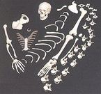 Demi squelette démonté, 52 pièces, 1 main 1 pied/fil nylon