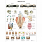 Planche anatomique le denture sur papier haute qualité (24 en stock)
