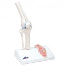 Mini-articulation du genou avec coupe transversale, sur socle
