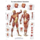 Planche anatomique : la musculature  50x67 cm version française