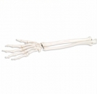 Squelette de la main avec avant bras droit en résine