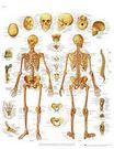 Planche anatomique : le squelette humain 50x67 cm version anglaise
