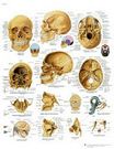 Planche anatomique : le crâne humain  50x67 cm version anglaise