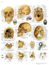 Planche anatomique : le crâne humain  50x67 cm version française