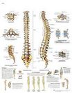 Planche anatomique : la colonne vertébrale 50x67 cm version anglaise