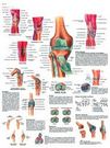 Planche anatomique : l'articulation du genou 50x67 cm version anglaise