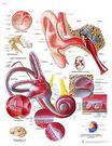 Planche anatomique : l'oreille humaine 50x67 cm version française