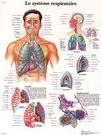 Planche anatomique : système respiratoire 50x67cm français