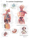 Planche anatomique : le système lymphatique 50x67 cm version anglaise