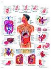 Planche anatomique : le système digestif 50x67 cm version française
