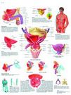 Planche anatomique : la prostate 50x67 cm version anglaise