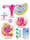 Planche anatomique : les organes génitaux féminins 50x67 cm version anglaise
