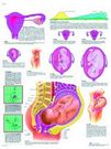 Planche anatomique : la grossesse 50x67 cm version anglaise