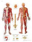 Planche anatomique : le système nerveux 50x67 cm version anglaise
