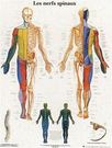 Planche anatomique : les nerfs spinaux 50x67 cm version française