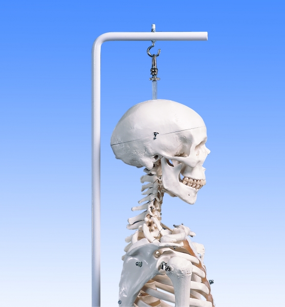 Squelette humain taille réelle Stan sur support métallique à roulettes