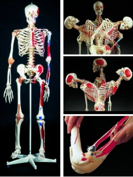 Squelette Humain Polyvalent Flexible, En Résine, Support (5 Pieds