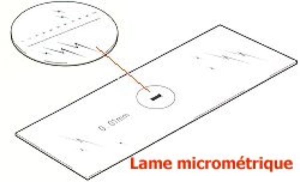 Lame Micrométrique Grad. Div.100, oculaire de mesure grand champ, lame  micrométrique sur AllSciences