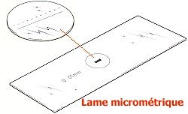 technique pour réaliser des mesures de taille au microscope optique (lame  micrométrique) on Vimeo